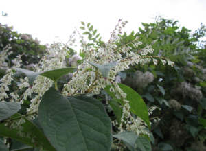 Unscientific Advice Putting UK At Risk From Japanese Knotweed 