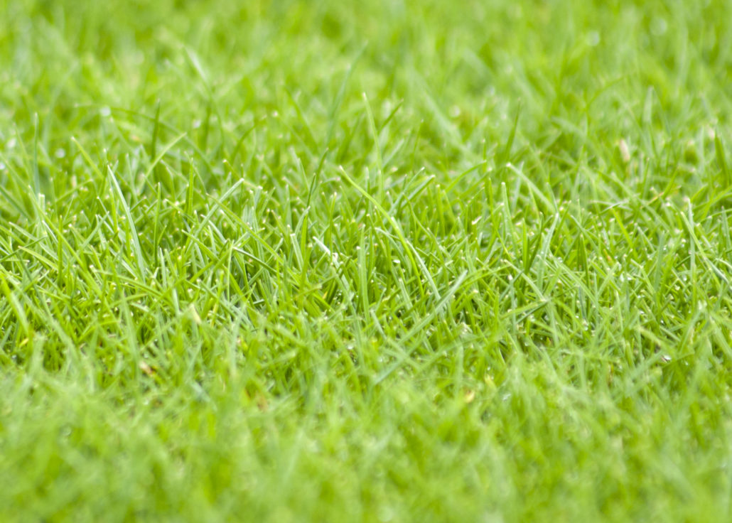 Germinal to focus on chart-topping ultra-fine ryegrass at SALTEX