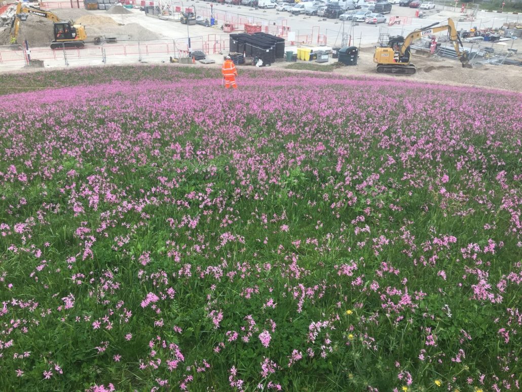 Limmo Peninsula Enhanced By Wildflower 