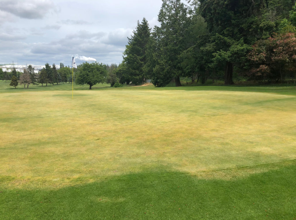 Vandals Damage 16 Golf Greens