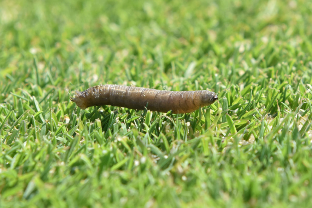 Track Turf Pests This Summer