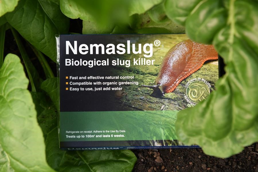 Rid Slugs From Your Plot and Pots