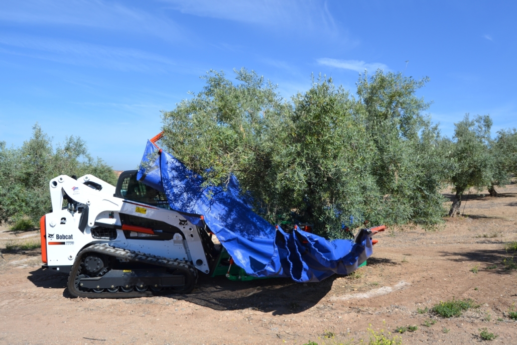 Bobcat: A Benchmark in Olive Harvesting