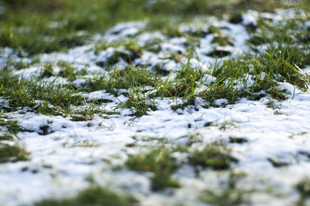 Getting turf through winter