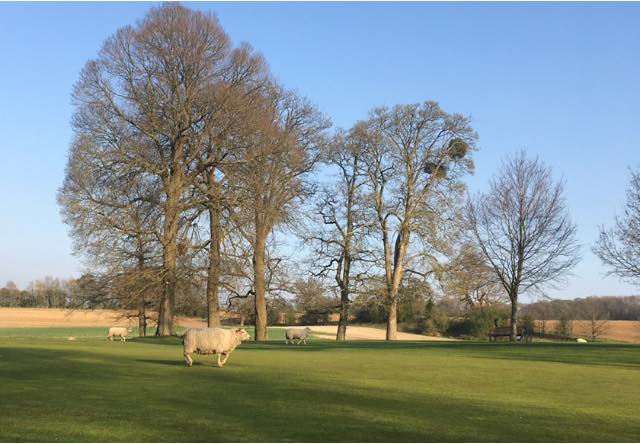 Sheep taking over golf courses