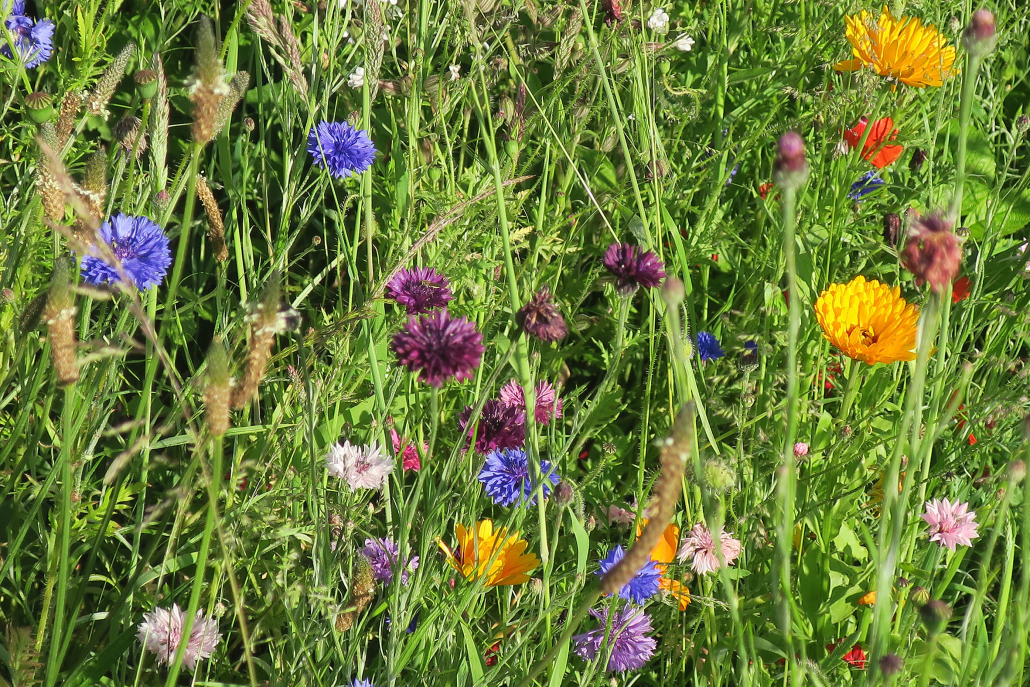 Enhanced wildflower mixtures offer benefits
