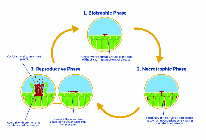 Anthracnose: Interactions with the disease triangle - Turf Matters