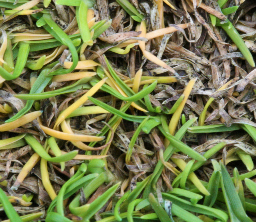 Foliar blight on a Poa annua sward showing the characteristic yellowing of leaves and diagnostic black setae.
