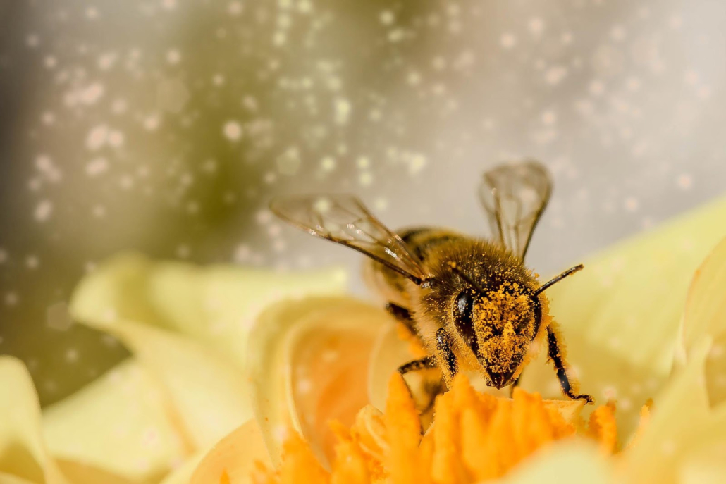 Anti-allergy gardening