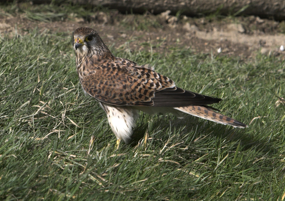 Lantra supporting CRRU in its efforts to safeguard birds of prey health