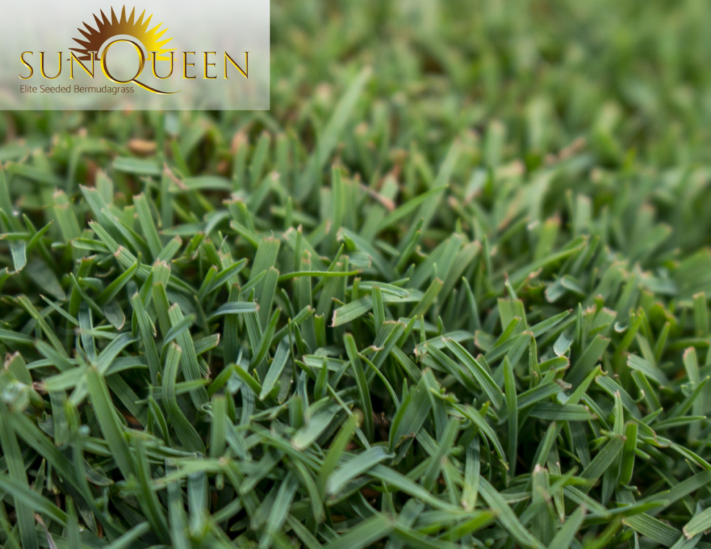 thumbnail interactive-video image 1 of 300,000 Bermuda Grass Seeds – Premium Unhulled With Moisture Coating, Full Sun 1 of 4