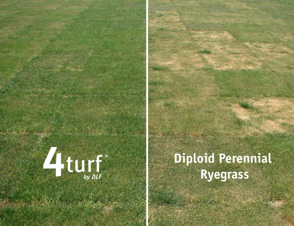 Safeguard surfaces from drought with 4turf®