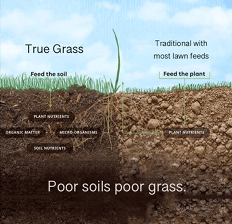 Celebrating ‘Organic September’ With Sustainable Lawn Care