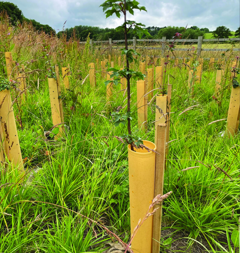 Tree Hugger®: A Sustainable Solution for Tree Protection