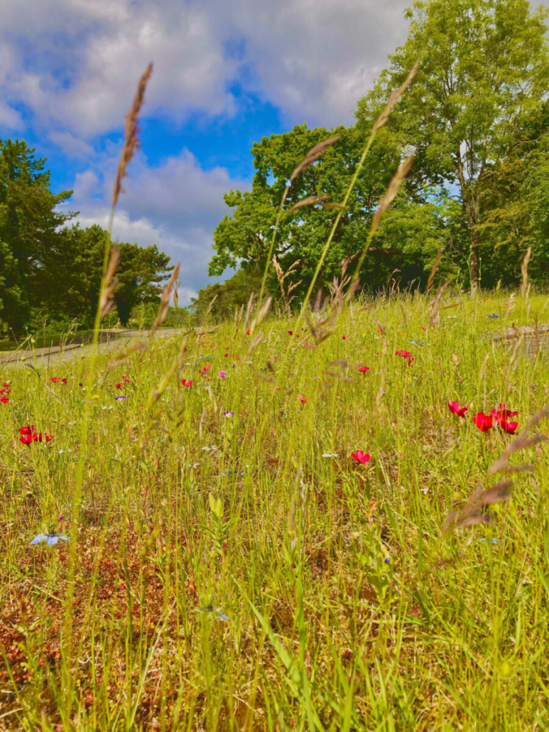 Wildflower from DLF helps Celtic Manor