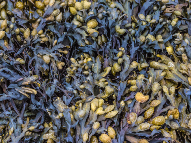 Unlocking the power of seaweed: SMX difference for turf health