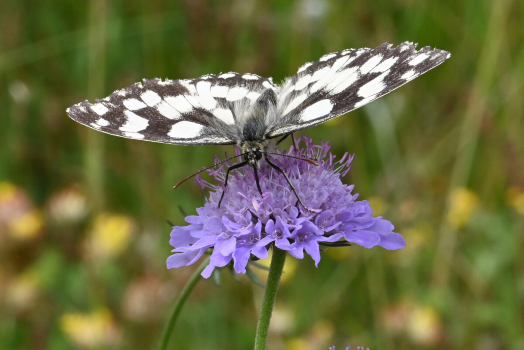 Syngenta Operation Pollinator Award open for entries Syngenta Operation Pollinator Award open for entries
