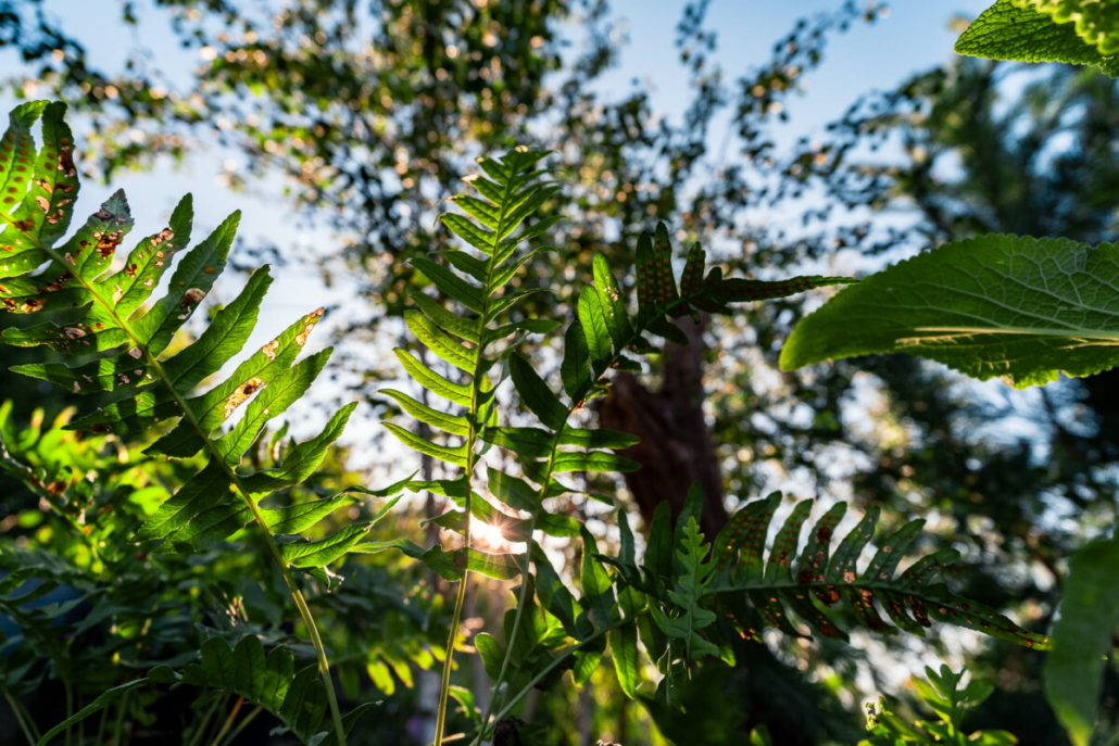 Subaru Donates ‘Subaru Cocoon’ Garden to charity