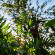 How Subaru UK & Ireland is Helping Horatio’s Garden Transform Spinal Recovery