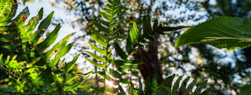 How Subaru UK & Ireland is Helping Horatio’s Garden Transform Spinal Recovery
