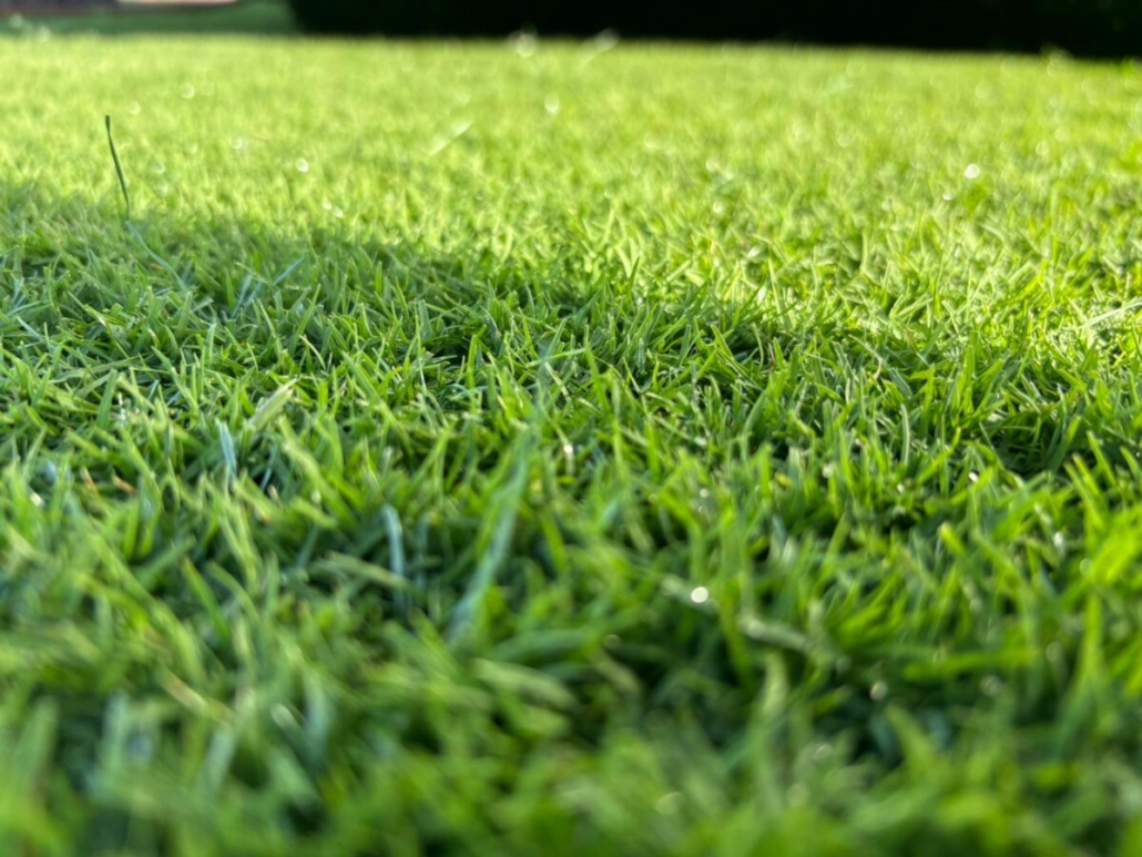SIS Pitches Unveils Bio-X™ SIS Pitches Unveils Bio-X™