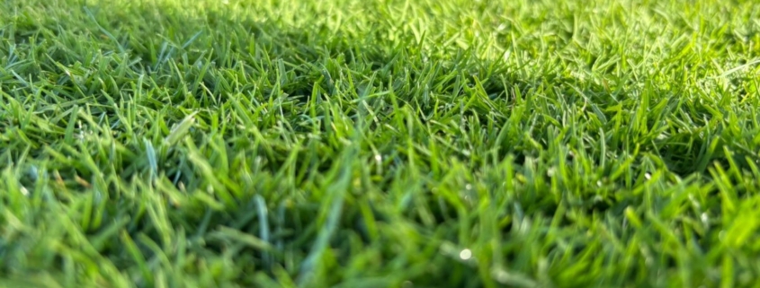 SIS Pitches Unveils Bio-X™