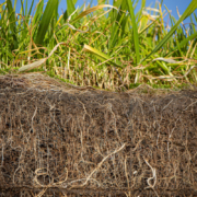 Strengthen rootzones for better playing surfaces