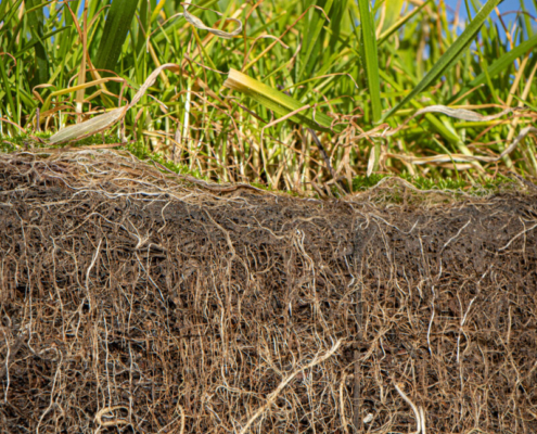 Strengthen rootzones for better playing surfaces