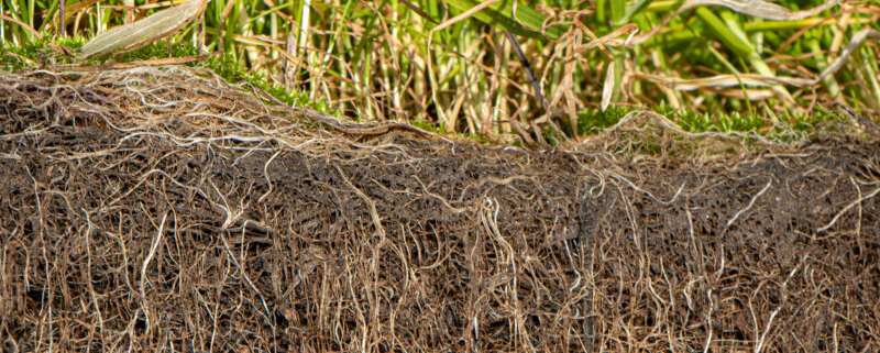 Strengthen rootzones for better playing surfaces