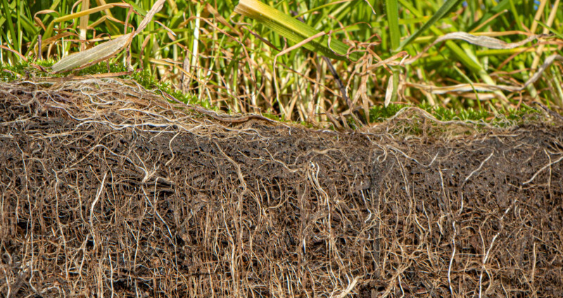 Strengthen rootzones for better playing surfaces