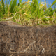 Strengthen rootzones for better playing surfaces