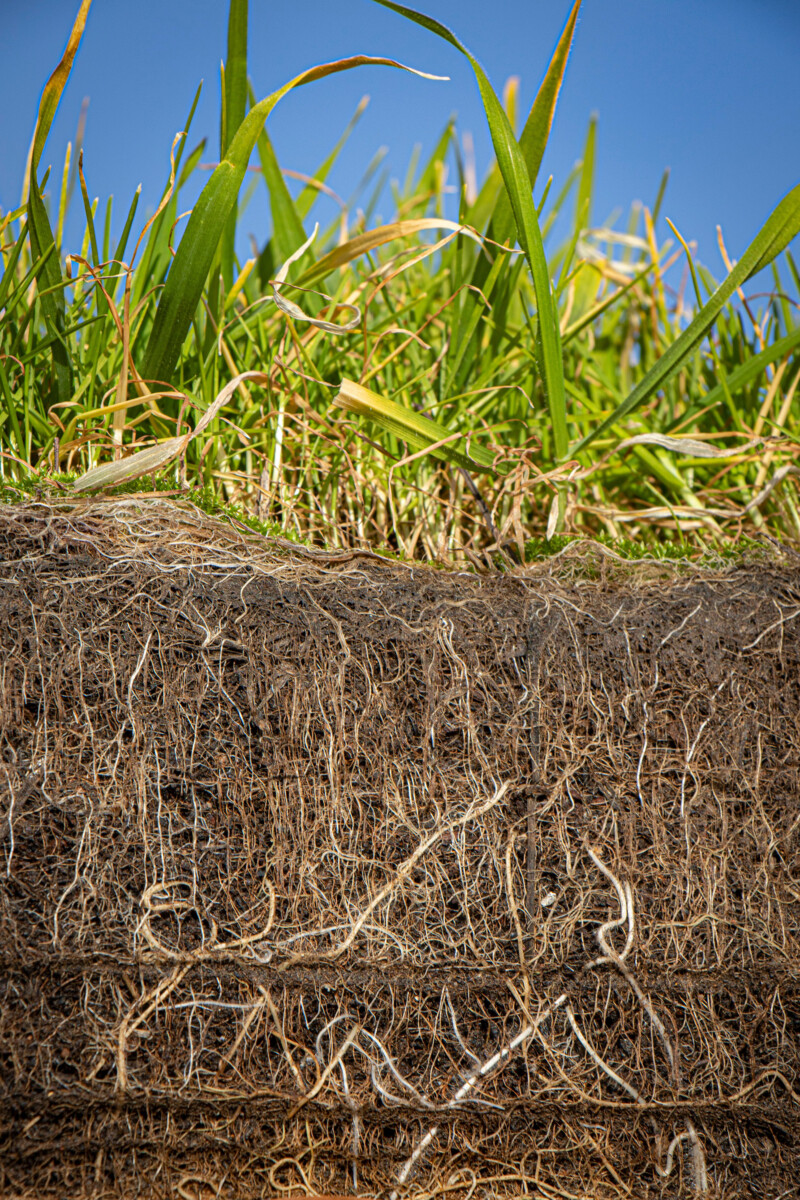 Strengthen rootzones for better playing surfaces