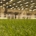 How technology is changing natural grass management in modern stadiums