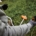STIHL launches powerful brushcutters for demanding landscaping operations