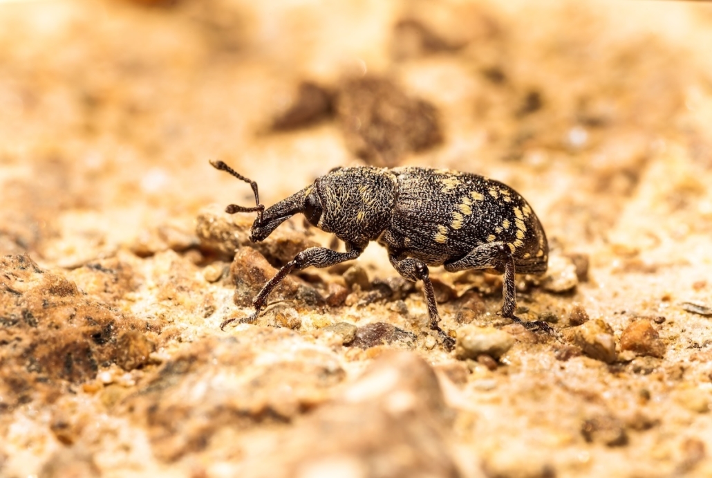 Lanzarta receives full UK approval for forest nursery and in-forest use Lanzarta receives full UK approval for forest nursery and in-forest use