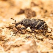 Lanzarta receives full UK approval for forest nursery and in-forest use