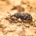 Lanzarta receives full UK approval for forest nursery and in-forest use