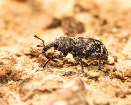 Lanzarta receives full UK approval for forest nursery and in-forest use