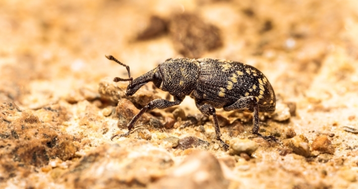 Lanzarta receives full UK approval for forest nursery and in-forest use