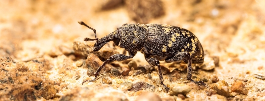 Lanzarta receives full UK approval for forest nursery and in-forest use