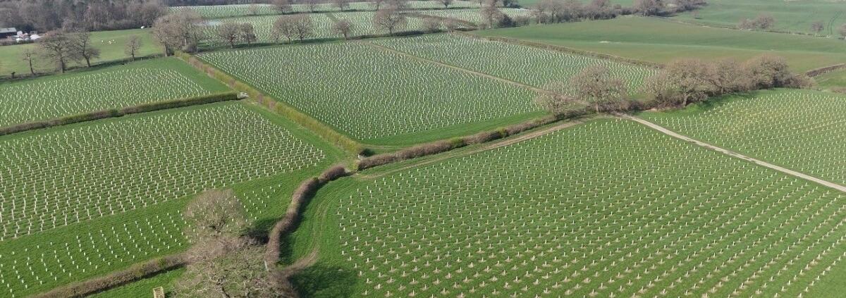 Green-Tech supports CLECO with woodland creation scheme