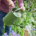 RHS and water partners join forces to help reduce outdoor water use