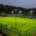 TenCate’s Pure PT™ achieves FIFA certification