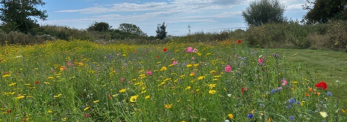 Wildflowers from DLF help wildlife to flourish