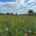 Wildflowers from DLF help wildlife to flourish