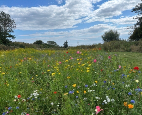 Wildflowers from DLF help wildlife to flourish