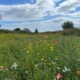 Wildflowers from DLF help wildlife to flourish