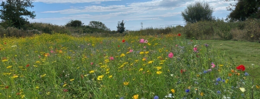 Wildflowers from DLF help wildlife to flourish