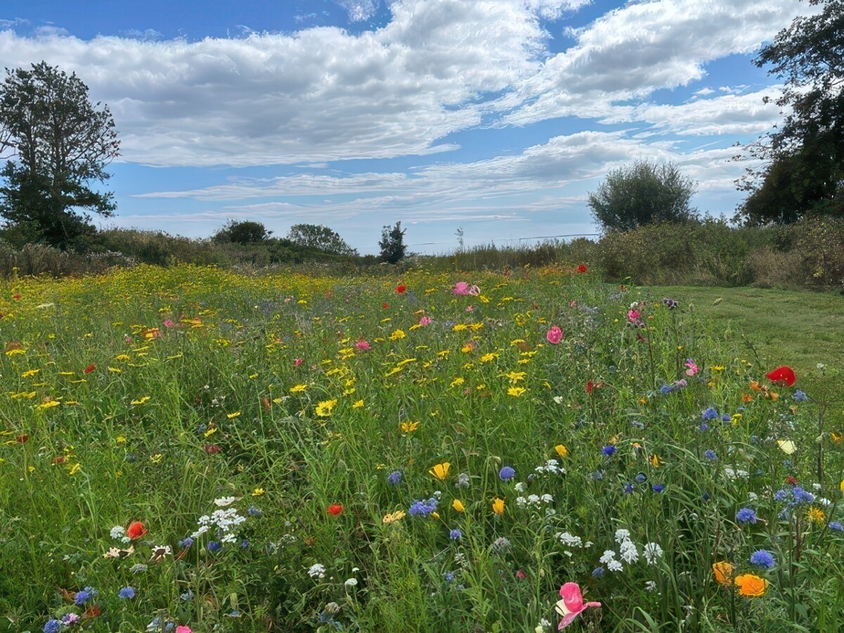 Wildflowers from DLF help wildlife to flourish