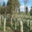 Origin Green-Tech and BHT bring complete forestry solutions to APF